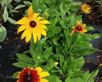 2014-06-24 rudbeckia hirta.jpg